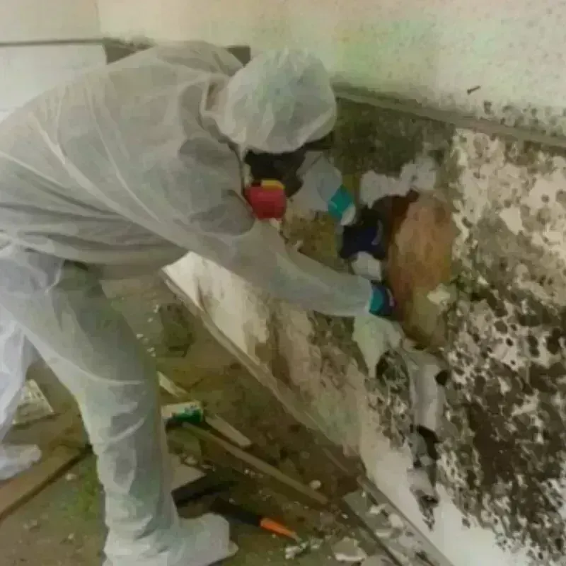 Mold Remediation and Removal in Kearny County, KS